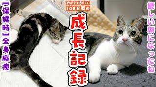 事故で身体が不自由になってしまった猫てつやと過ごした108日間の成長記録