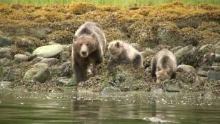 Telegraph Cove Grizzly Tour.mov