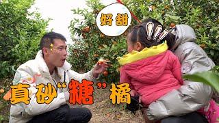 A Huan went home to measure the sugar content of the fruit, the highest reached 21 degrees