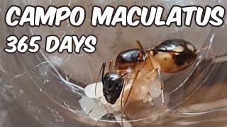 Camponotus Maculatus | 1 Year Journey