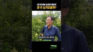 3천 평 매실농장 나무 주수는? #shorts