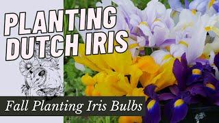 DUTCH IRIS: START TO FINISH // Planting Dutch Iris in the Fall Garden