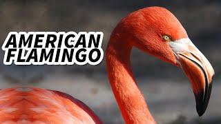 American Flamingo Facts: the CARIBBEAN Flamingo  Animal Fact Files