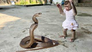 Monkey Tina faces extremely poisonous and dangerous king cobra