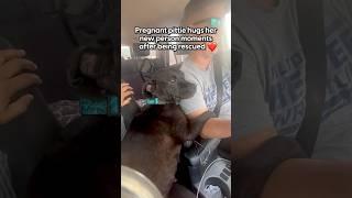 Pregnant Stray Pittie Hugs Her Rescuer The Whole Ride Home | The Dodo