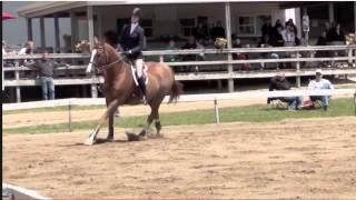 Serendipity- Horse FOR SALE