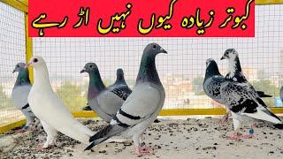 Is bar Racing Pigeons flight q zyada nahi ly rahy