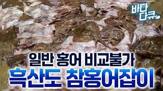 한국인들이 가장 좋아해서 가장 잘 잡는 흑산도 참홍어잡이 / 다른 나라는 버려도 한국에서는 굉장히 비싼 생선 / #바다다큐