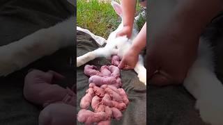 Cute Rabbit - Baby Animals 1 To 16 Days