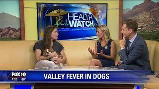 Valley fever in dogs