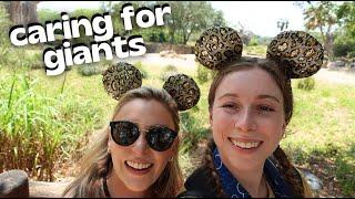 Caring For Giants (Elephant Encounter) | Backstage Tour at Disney's Animal Kingdom