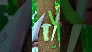 Best grafting techniques 2025 #satisfying #trending #grafting