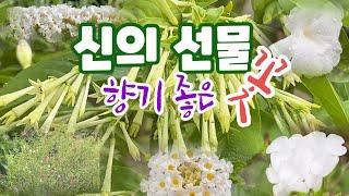 향기로 말을 거는 향기나는 꽃 12종 소개 | 향기좋은 꽃 | 향기나는 가을꽃 추천 | 자스민 | 허브 | 분꽃 | 시계꽃 | 세이지 | 꽃향기정원사가 추천하는 향기좋은 꽃