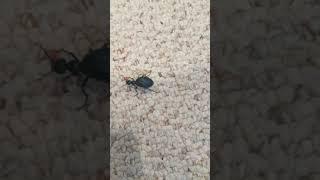 American Oil Beetle