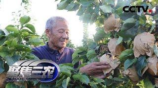 《聚焦三农》乡村振兴一年间——谁来振兴我的村 20181020 | CCTV农业