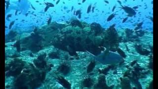 Pinky/Seahorse Productions:Some more of my training work with Fatfish movies Koh Tao