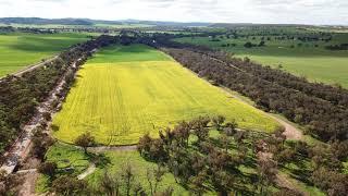 Canola Fields - York - Overview - Mavic Pro