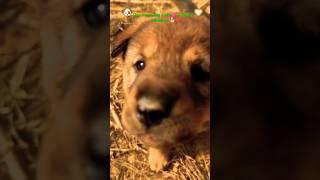 Tiny Paws, Big Love ️#shortsvideo #adorable #cute #playfulpaws #puppy #tinypaws  #shorts