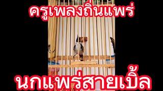 นกป่าแพร่เบิ้ลง่ายๆสายนับดอก สอนลูกนก ฟังกันนานๆ#นกครู