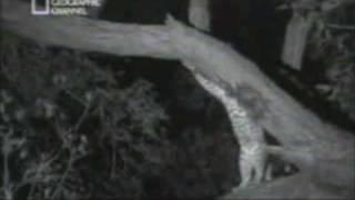 AMAZING footage!!! A leapord cares for a baby monkey!