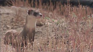 Black Footed Ferret