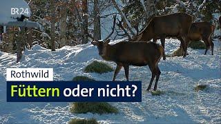 Streit um Wildfütterung: Was ist gut für Wald und Wild? | Abendschau | BR24