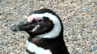 Penguin passing by very close (Argentina, 21.01.11)