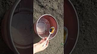 1 ложку на ведро воды и земля как новая, здоровая, плодородная, живая, для большого урожая