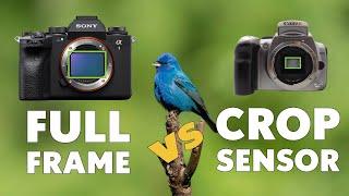 Crop Sensor vs Full Frame Which One is Right For Bird and Wildlife Photography?