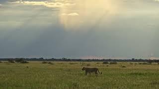 A Lioness!! | Self-Drive Safaris | Chobe4x4 Self Drive 4x4 Vehicle Rental Botswana (Safari)