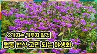 최고 번식이 (잘) 되어 고민 되는 꽃 (2가지)는 키우지 말것 실망 하는 꽃