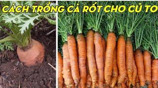 How To Grow Carrots From Seed To Harvest | Phan Đức #135