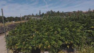 Harvesting a bumper crop of cannabis this fall in Sonoma County