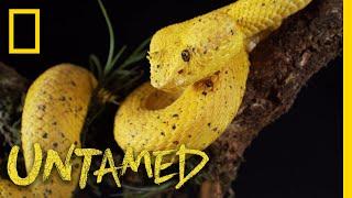 Yellow Eyelash Viper | Untamed