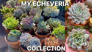 My Echeveria Collection // *Huge*