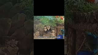 欢喜冤家独特的相互方式#panda #搞笑  #animals #cute #萌宠 #funny #pets