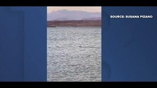 Mystery creature at Lake Mead