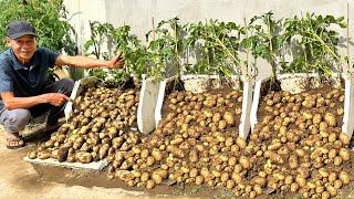 Never Have To Buy Potatoes Again, Here's How I Grow Potatoes Without Doing Anything