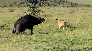 Injured buffalo bull knows he's the lions target (full sighting)