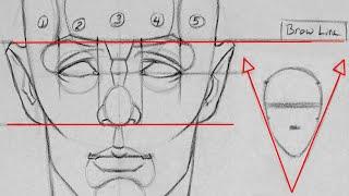 Drawing Proportions of the Head and Face | Getting the Fundamentals Down