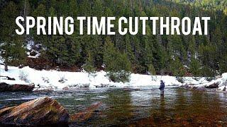 Fly Fishing CRYSTAL CLEAR River For Native Gems | Northern Idaho