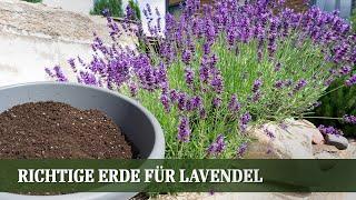 Welche Erde für Lavendel? Und Tipps zu Rückschnitt und Pflege