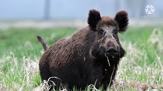 Szarża potężnej lochy było gorąco boar wild boar attacks