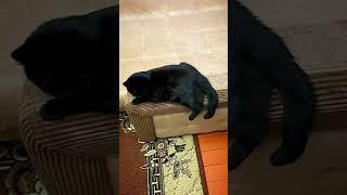 Кошка Сара готова снимать видос #Shorts