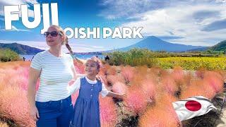  OISHI PARK (大石公園) JAPAN family trip Most Beautiful Flower Garden & Swan Lake (山中湖)