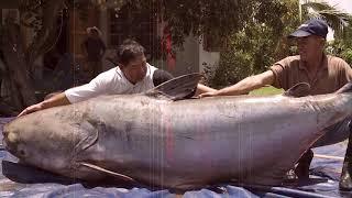 15 Biggest Fish Ever Caught