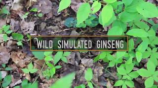 Wild Simulated Forest Farming