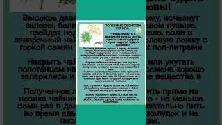 Полезные свойства укропа #укроп  #полезнознать #полезныесоветы  #здоровье