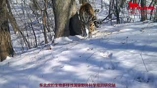 Tigers from China are real tanks