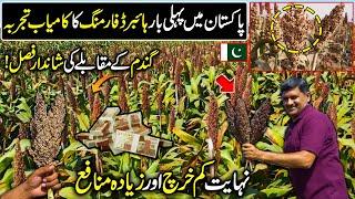 JOWAR (Sorghum) Hybrid Farming in Pakistan | King of Millets | Kissan Ka Pakistan